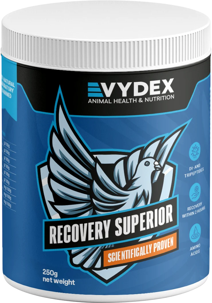Recovery Superior – Ultra-Fast Muscle Recovery Protein (Within 60 Minutes)